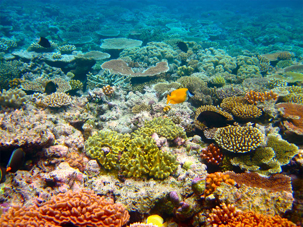 Reef & Island Adventures